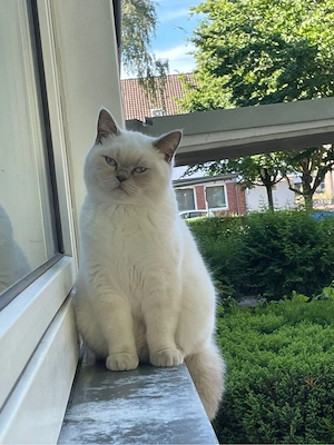Bkh blue point katze abzugeben