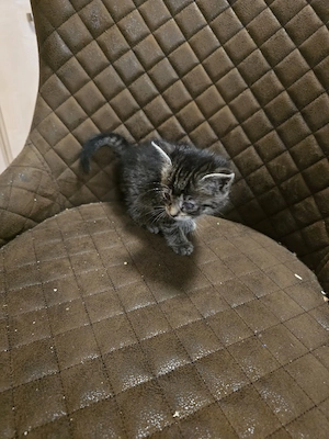 Kater Fundtier