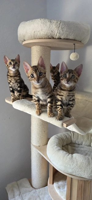  Bengal Kitten reinrassig mit Stammbaum
