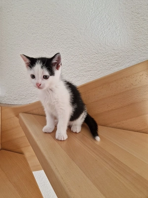 zu verschenken Kätzchen