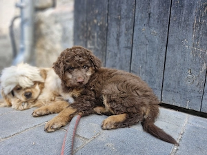 Ich darf ausziehen, Mini Aussiedoodle Hündin in schoko tan