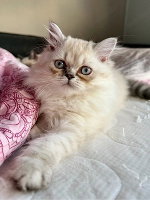 Britisch Kurzhaar Kitten 