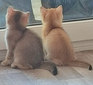 Britische Kurzhaar katzen Baby 
