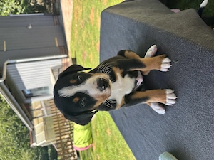 Appenzeller Sennenhund Welpe