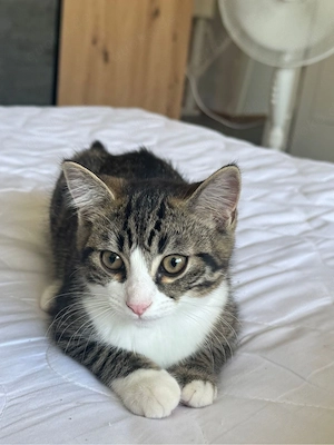 Getigerter kleiner Kater 