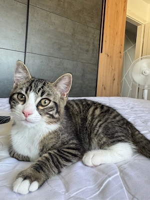 Getigerter Kater sucht ein liebevolles Zuhause 