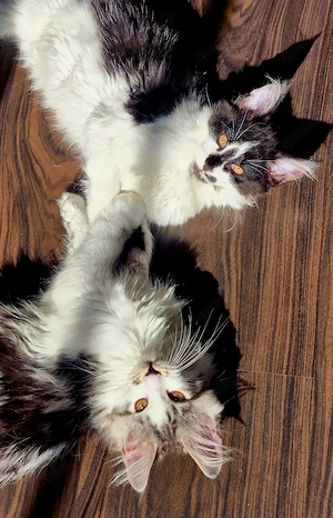 Maine Coon Kitten 