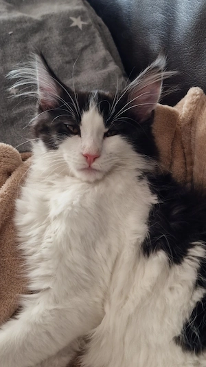 Maine Coon Kitten 