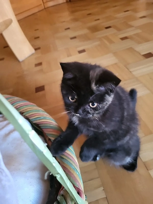 BKH Kätzchen in Schildpatt sucht seine Zuhause