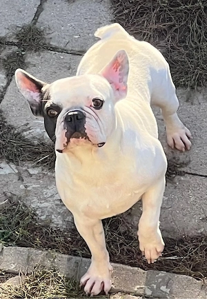 Französischer Bulldoggen Rüde abzugeben