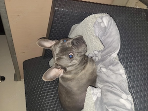 Französische Bulldogge 