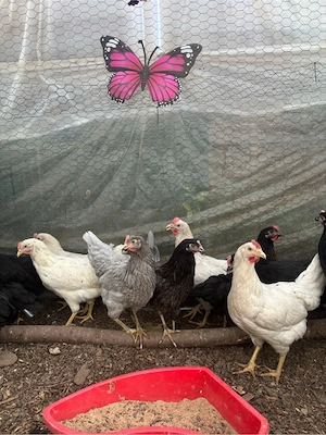 Legehennen Rassehühner silverruds blauleger,grünleger,Marans hühner 