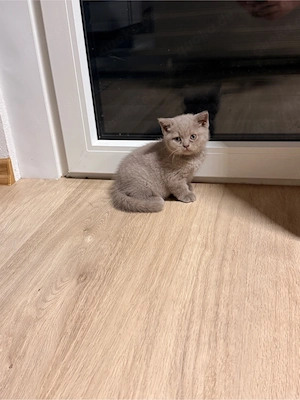 Britisch Kurzhaar Kitten Mädchen