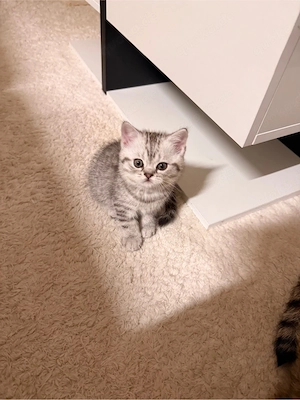 Britisch Kurzhaar Kitten Junge abgabebereit
