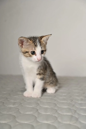 Kitten, Europäisch Kurzhaar