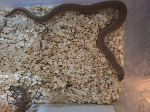 Heterodon nasicus abzugeben 