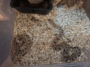 3.2 Heterodon nasicus abzugeben 