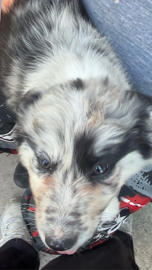 Wunderschönes Border Collie   Altdeutscher Hütehund Weibchen     