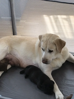 Labrador Welpen