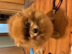 Sehr liebe Zwergspitz Dame 9 Jahre sucht dringend 