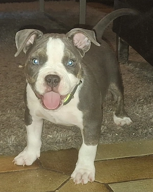 Letzte American Bully Hündin darf ausziehen 