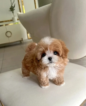 Gesunde und gut ausgebildete Maltipoo-Welpen zur Adoption 