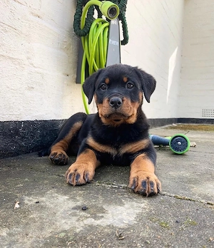 Traumhafte Rottweiler Welpen!!