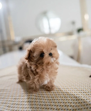 Trainierte Maltipoo-Welpen suchen ein liebevolles Zuhause 