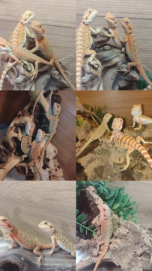 Wunderschöne Baby Farb-Bartagame Pogona vitticeps (Orange& Red Line) tolle Farben & Zeichnung