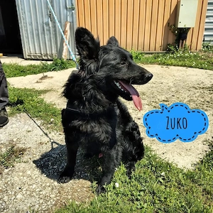 Zuko, wunderschöner und schlauer Traumhund! Kroatischer SH Mix
