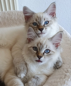 Abholbereit 2 Heilige Birma Kitten Katze + Kater