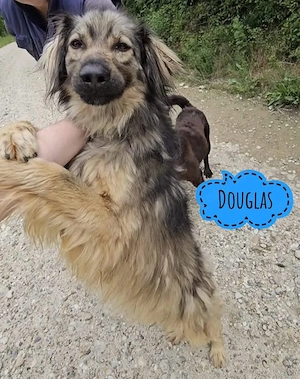 Douglas, absoluter Traumhund, wunderschön und menschenbezogen