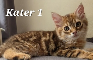 Sibirische Katze kitten