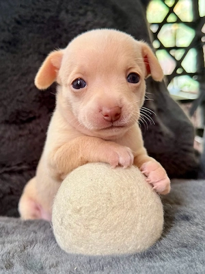 Toy-Terrier-Welpen suchen ein liebevolles Zuhause