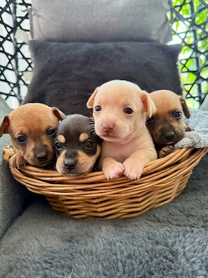 Toy-Terrier-Welpen suchen ein liebevolles Zuhause