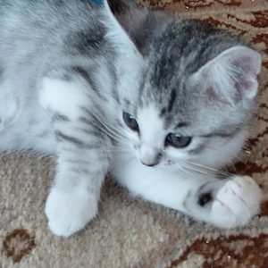 1 Bkh-Mix Kitten  