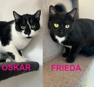 Oskar und Frieda suchen gemeinsam ihr Für-immer-Zuhause (als Wohnungskatzen)