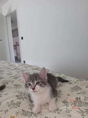 Katzen abzugeben