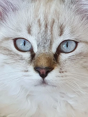 Abholbereit 2 Heilige Birma Kitten Garten Katze + Kater Bild 3