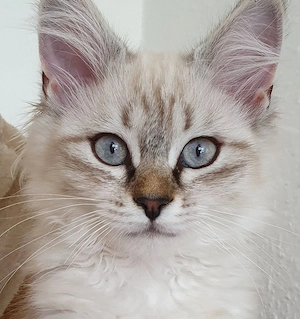 Abholbereit 2 Heilige Birma Kitten Garten Katze + Kater Bild 2