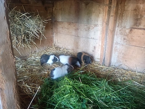 bunte Meerschweinchen Mädels abzugeben!