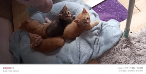 6 Wochen alte Katzen indoorbabys