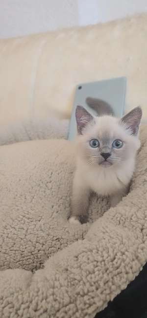 Katzen abzugeben 