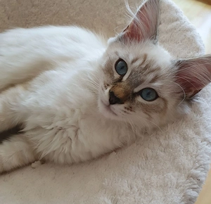 Abholbereit 2 Heilige Birma Kitten Garten Katze + Kater Bild 6