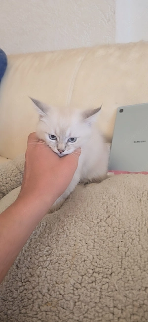 Baby Katzen abzugeben 