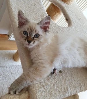 Abholbereit 2 Heilige Birma Kitten Garten Katze + Kater Bild 7