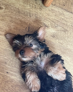 Wunderschöner Yorkshire-Terrier-Welpe sucht liebevolles Zuhause 