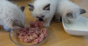 Abholbereit 2 Heilige Birma Kitten Garten Katze + Kater Bild 9
