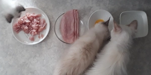 Abholbereit 2 Heilige Birma Kitten Garten Katze + Kater Bild 10