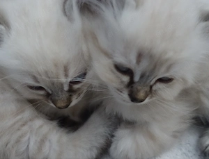Abholbereit 2 Heilige Birma Kitten Garten Katze + Kater Bild 8